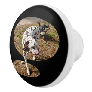 Dalmatian Popout Art. Knopp