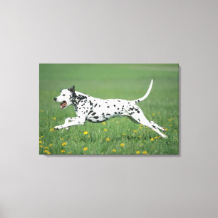 Dalmatian Running Canvastryck