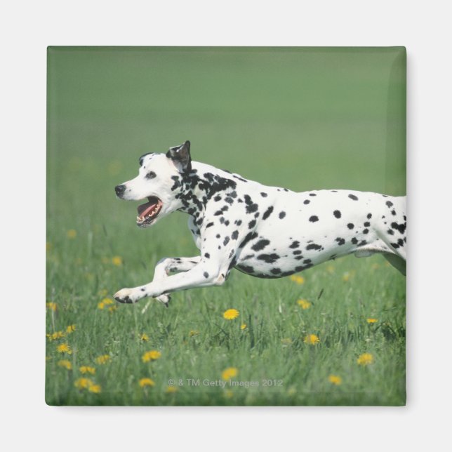 Dalmatian Running Magnet (Framsidan)