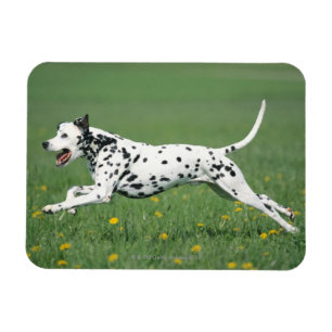 Dalmatian spring magnet