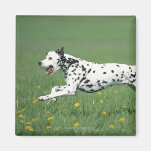 Dalmatian spring magnet