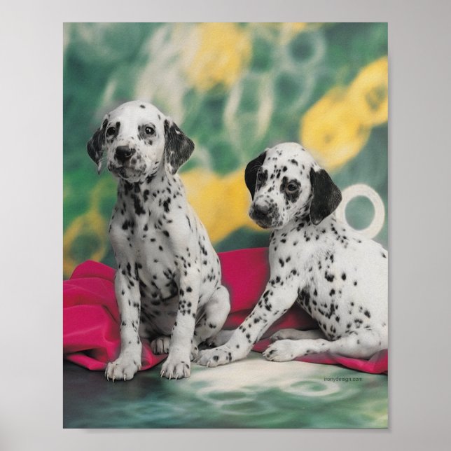 Dalmatian Valpar Affisch (Framsidan)