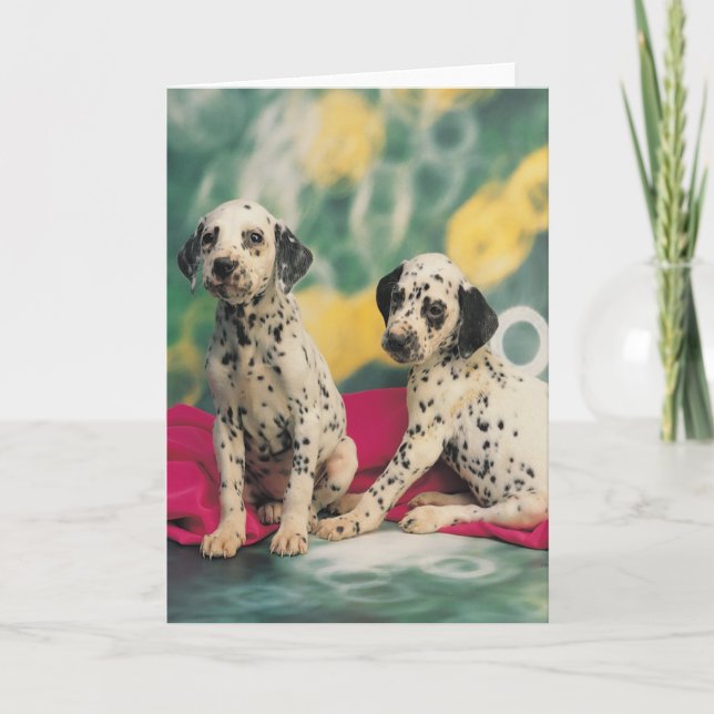 Dalmatian valpar kort (Framsida)
