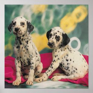 Dalmatian valpar poster