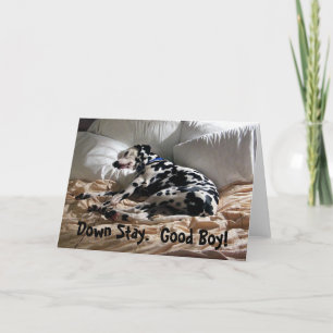 Dalmatianen besegrar stag kort