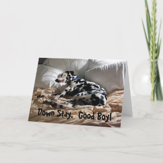 Dalmatianen besegrar stag kort