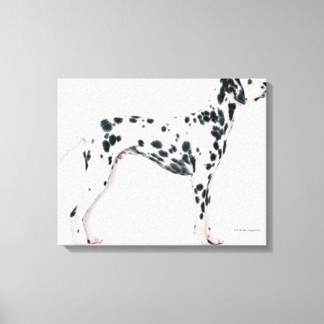 Dalmatien 2 canvastryck (Framsida)