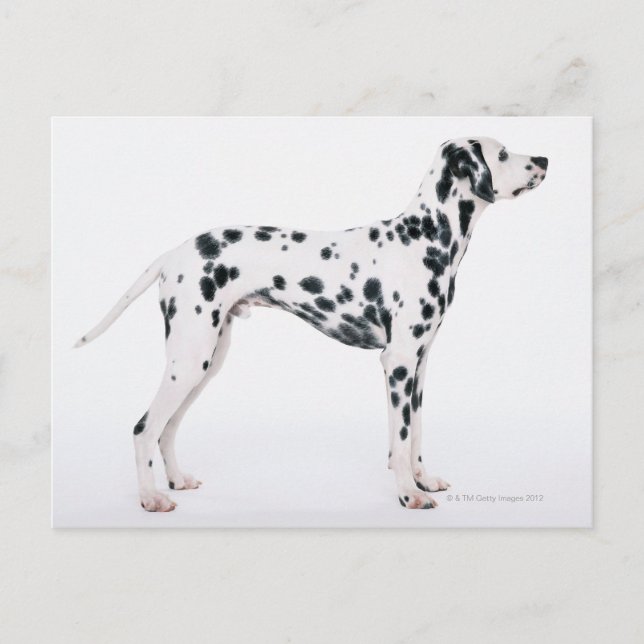 Dalmatien 3 vykort (Framsida)