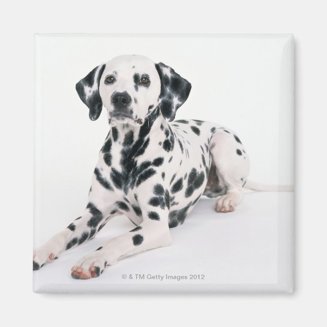 Dalmatien 4 magnet (Framsidan)