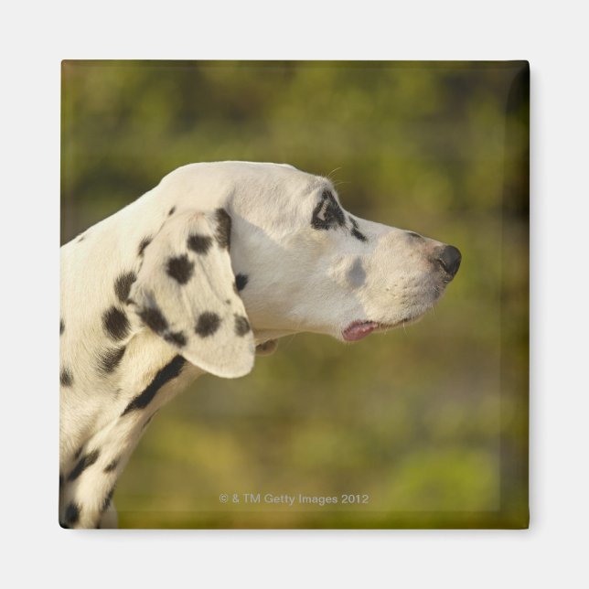 Dalmatien 4 magnet (Framsidan)