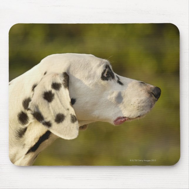 Dalmatien 4 musmatta (Framsidan)