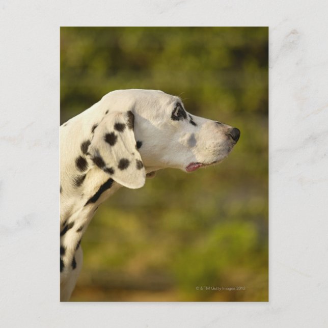 Dalmatien 4 vykort (Framsida)
