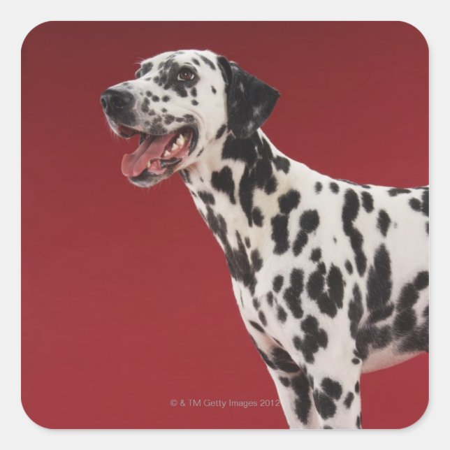 Dalmatien 6 fyrkantigt klistermärke (Framsida)