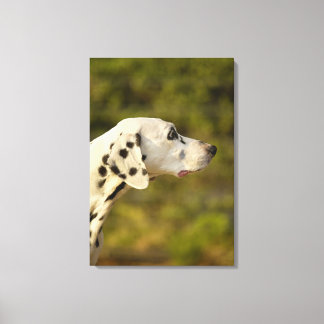 Dalmatien 9 canvastryck