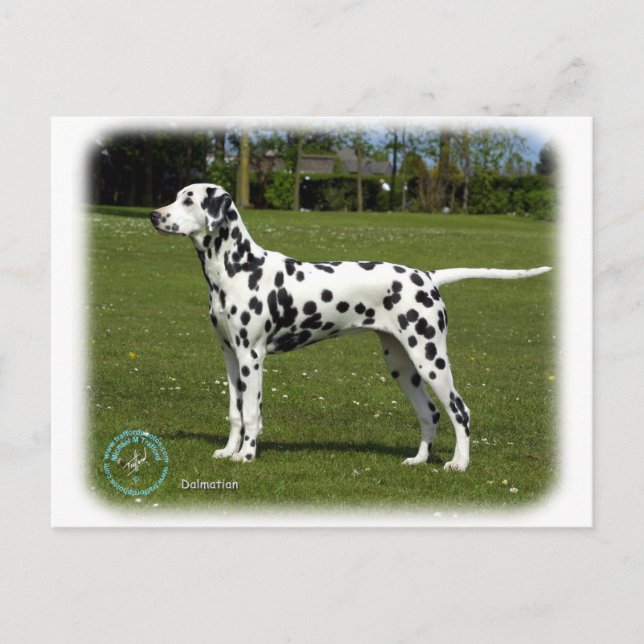 Dalmatien 9T085D-119 Vykort (Framsida)