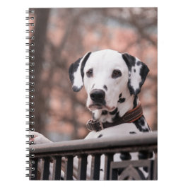 Dalmatien Anteckningsbok