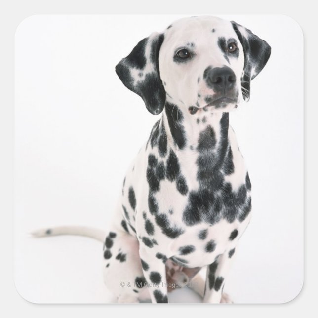 Dalmatien Fyrkantigt Klistermärke (Framsida)
