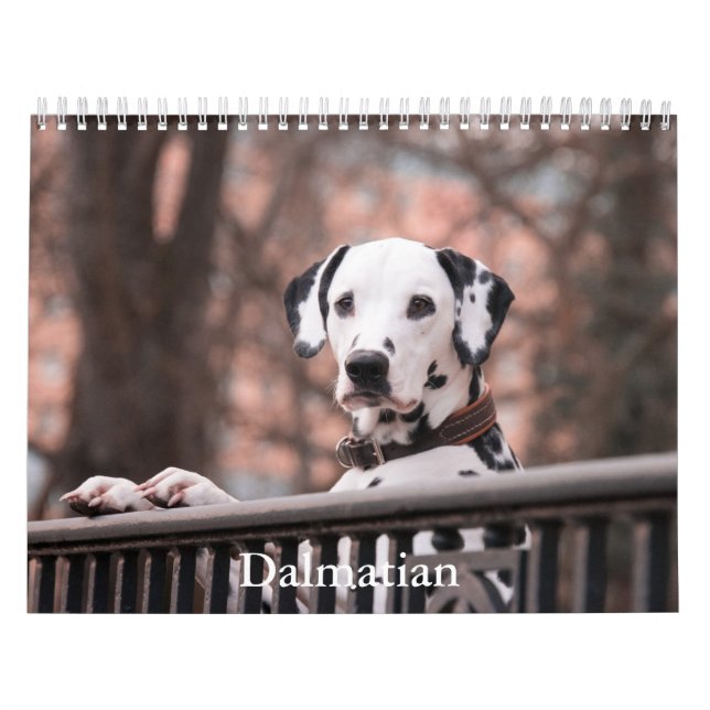 Dalmatien Hund Calendar Kalender (Omslag)
