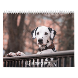Dalmatien Hund Calendar Kalender
