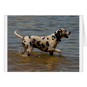 Dalmatien Hund Hälsningskort