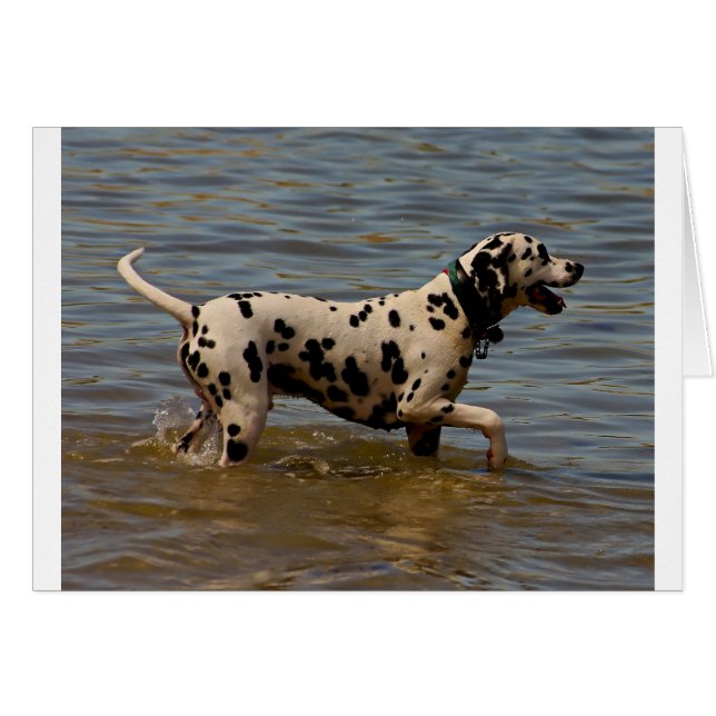 Dalmatien Hund Hälsningskort (Framsidan Horizontal)