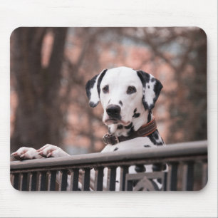 Dalmatien Hund Mouse Pad Musmatta