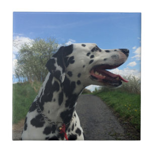 Dalmatien Hund on Walking Väg, Sunny Day Kakelplatta
