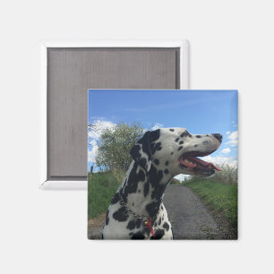 Dalmatien Hund on Walking Väg, Sunny Day Magnet