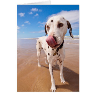 Dalmatien Hund på Beach Hälsningskort