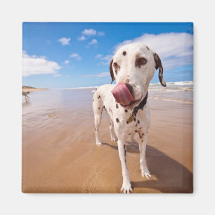 Dalmatien Hund på Beach Magnet