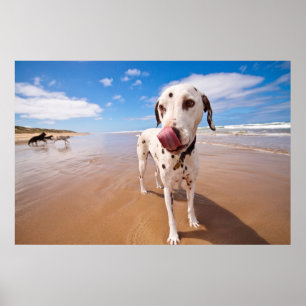 Dalmatien Hund på Beach Poster