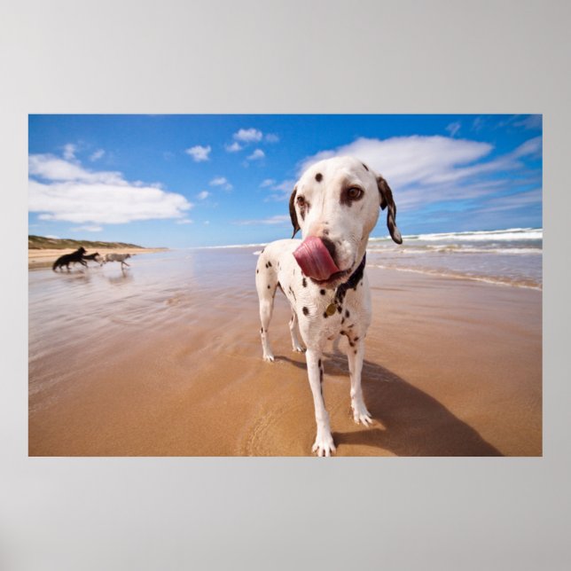 Dalmatien Hund på Beach Poster (Framsidan)
