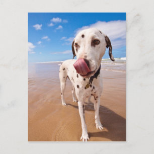 Dalmatien Hund på Beach Vykort