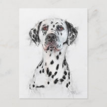 Dalmatien Hund Porträtt