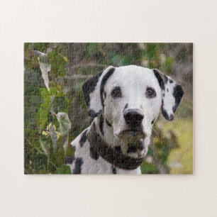 Dalmatien Hund Pussel