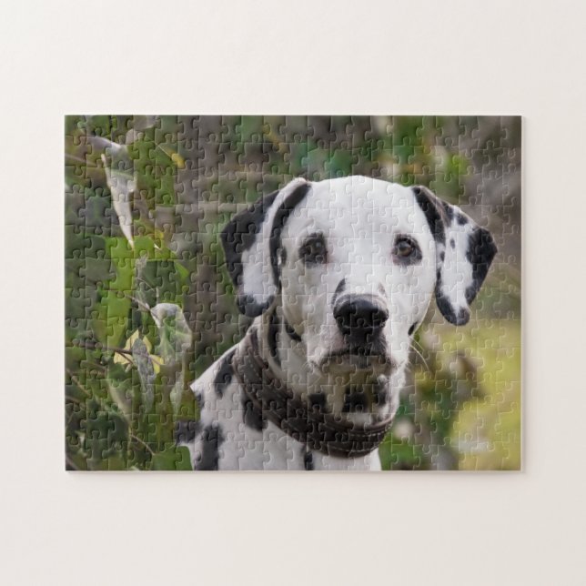 Dalmatien Hund Pussel (Horisontell)