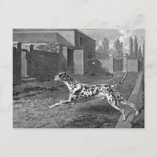 Dalmatien Hund Vintage Teckning Vykort