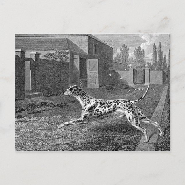 Dalmatien Hund Vintage Teckning Vykort (Framsida)