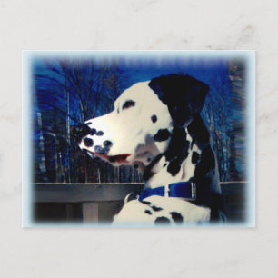Dalmatien "Kelso" ~ vykort