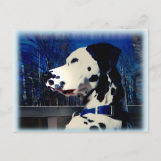 Dalmatien "Kelso" ~ vykort