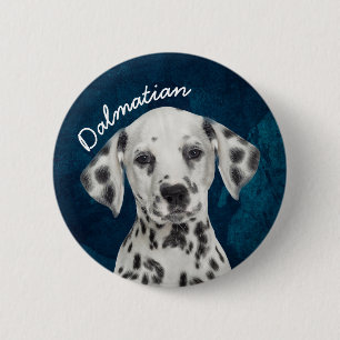 Dalmatien Knapp