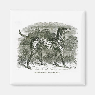 Dalmatien Magnet