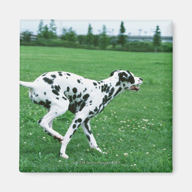 Dalmatien Magnet (Framsidan)