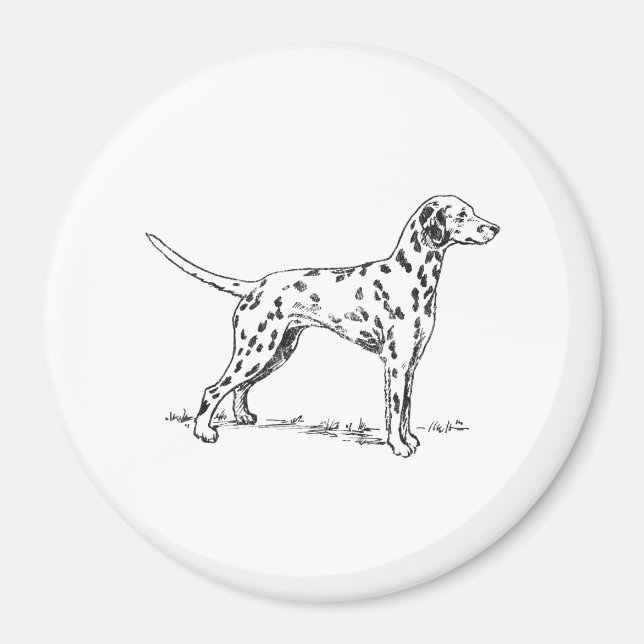Dalmatien Magnet (Framsidan)