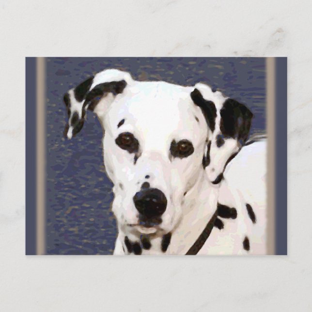 Dalmatien "Mayday" ~ Postcard Vykort (Framsida)