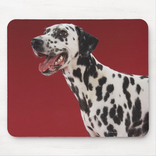 Dalmatien Musmatta (Framsidan)
