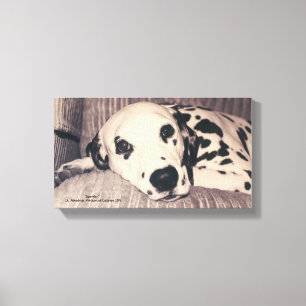 Dalmatien på en soffa - Sparkler Canvastryck