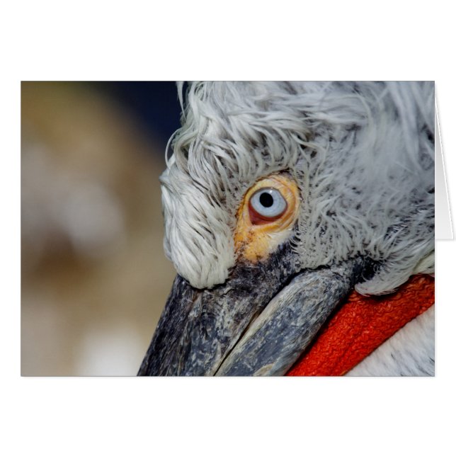 Dalmatien Pelican Hälsningskort (Framsidan Horizontal)