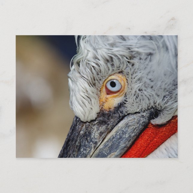 Dalmatien Pelican Vykort (Framsida)