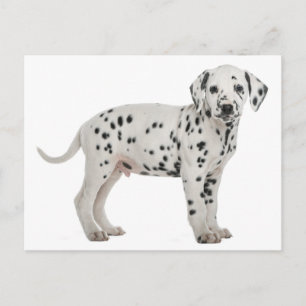 Dalmatien Puppy Hund Hej, Tack, Kärlek, förlåt Vykort